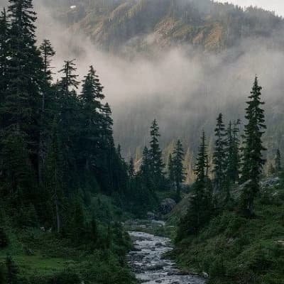 Mountain coniferous forests of North America thumbnail