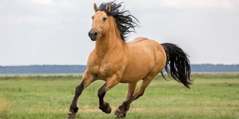 Horse thumbnail