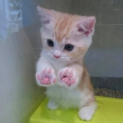 Clingy kitten  thumbnail