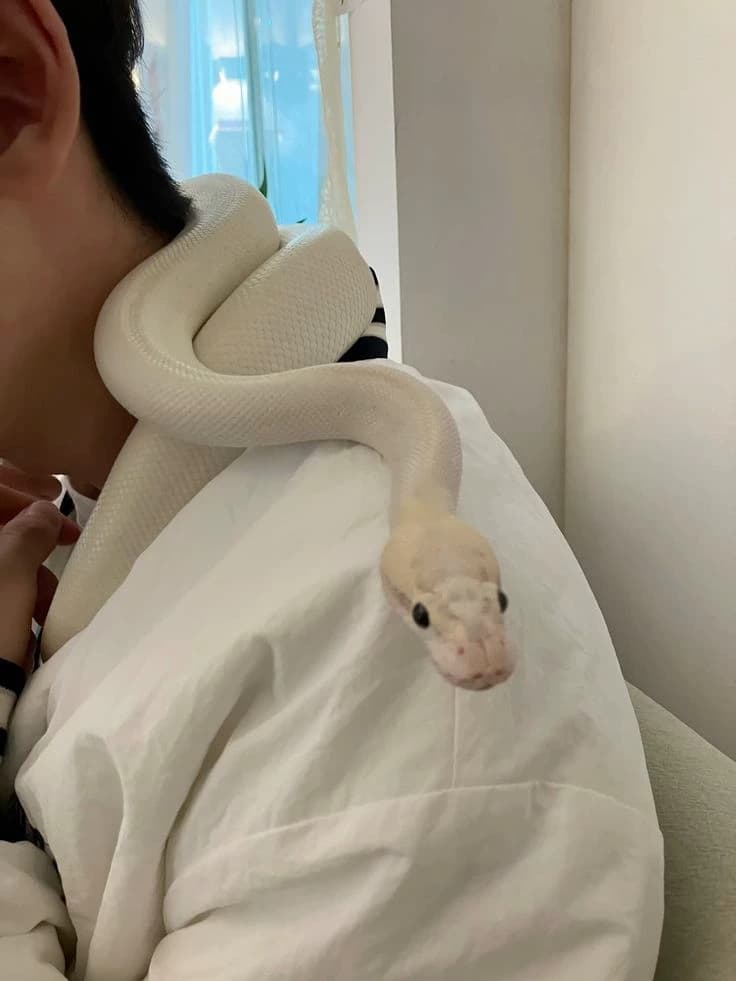 your boyfriend is a snake thumbnail