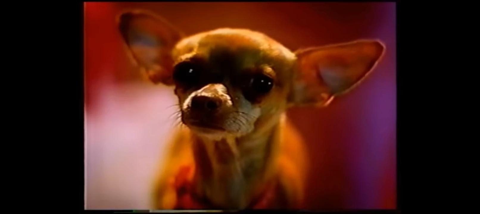 Chihuahua thumbnail