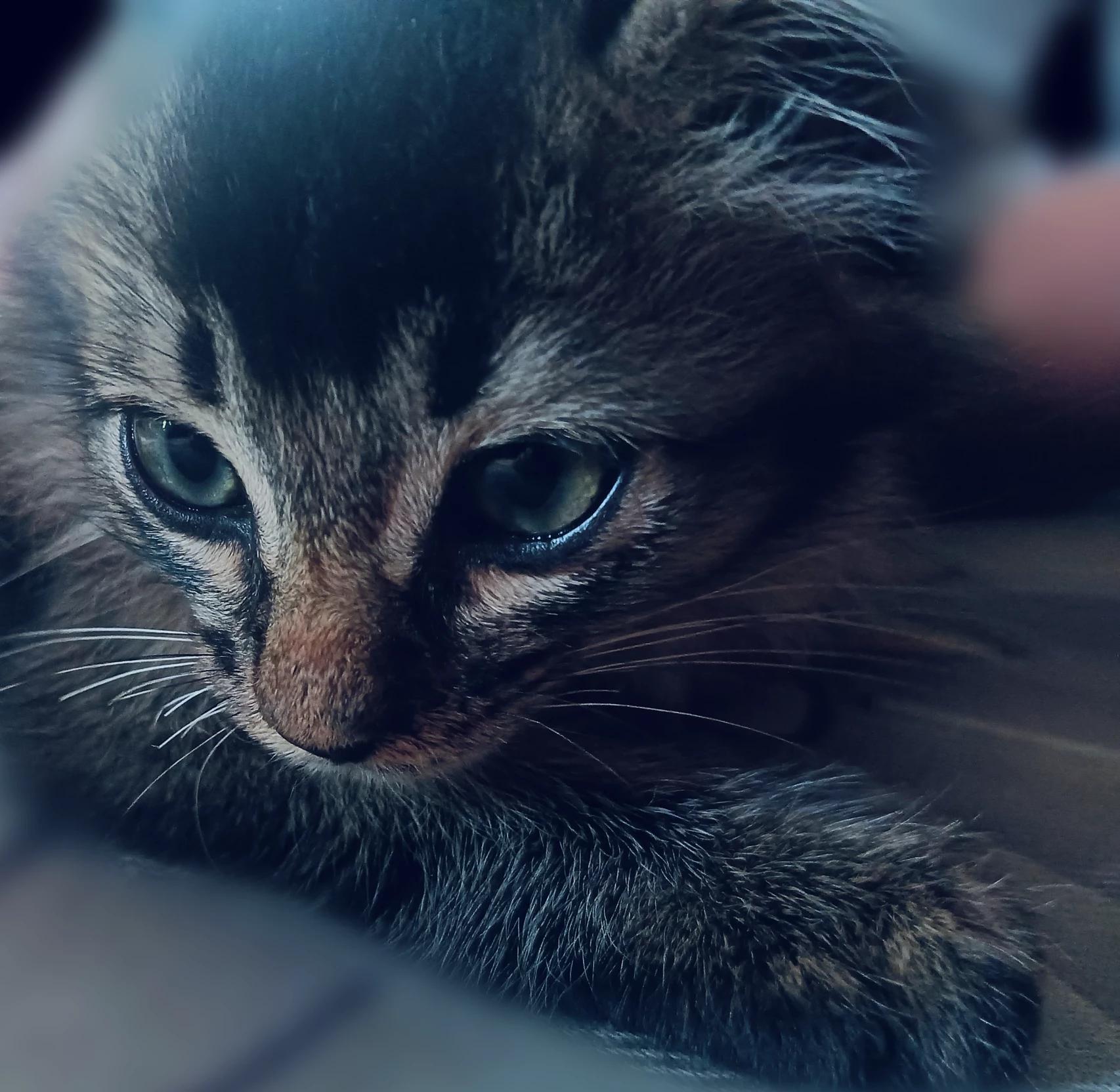Felix thumbnail