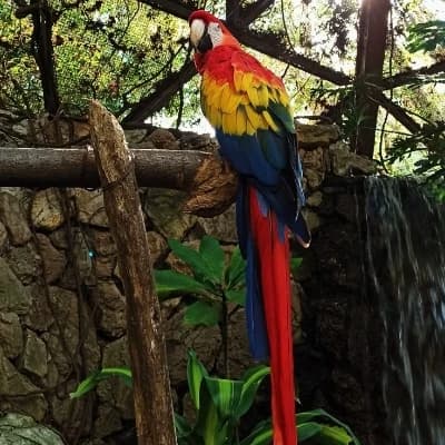 Aurora Zoo thumbnail