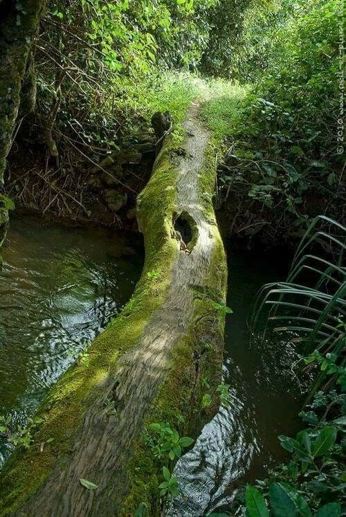 Fallen tree trunk thumbnail