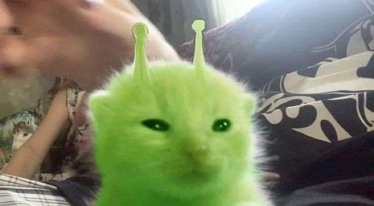 A baby alien cat thumbnail