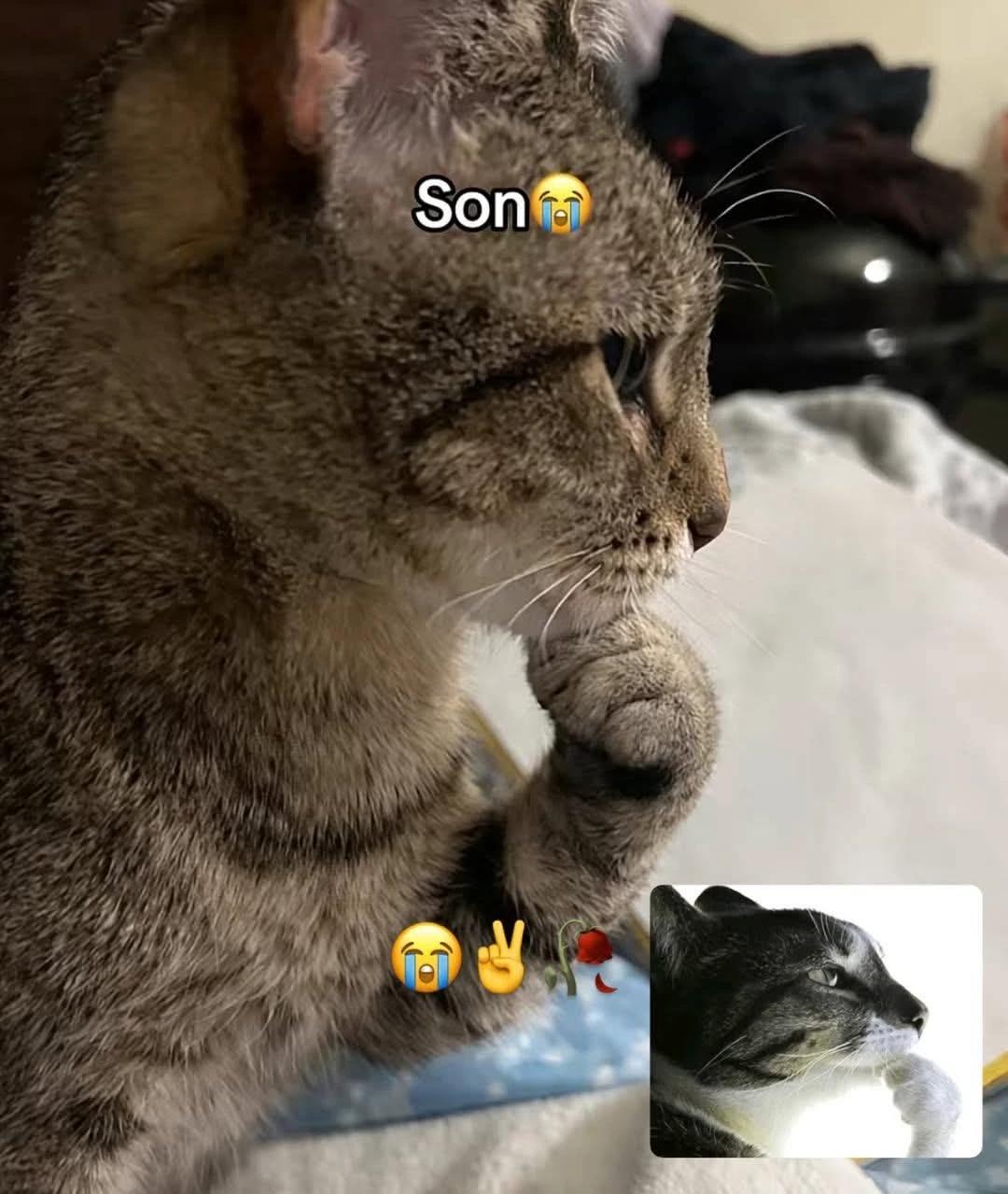 Cat test thumbnail