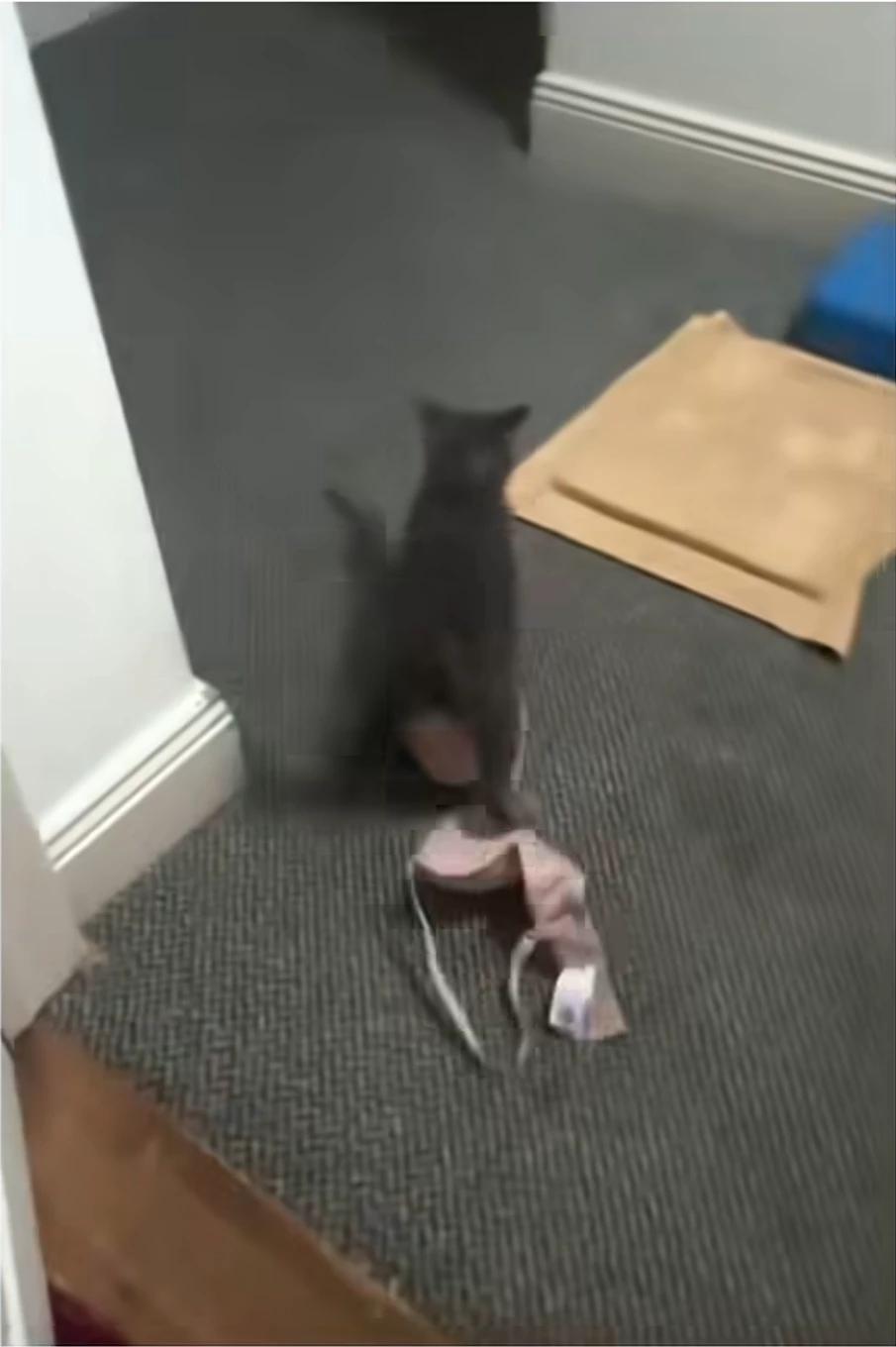 Logan - Your cat took your bra to his dorm

room thumbnail