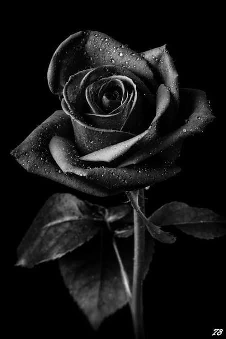 The Black Rose Society. thumbnail