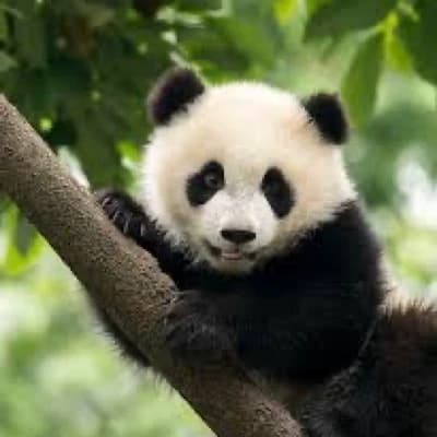 BaoBao thumbnail