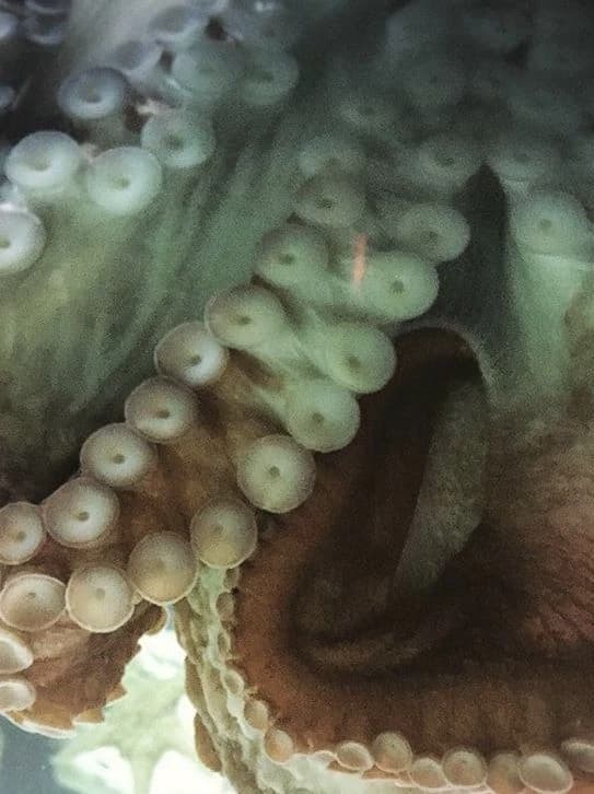 Mister Tentaculus Gretch thumbnail