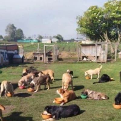 Sexual shelter for animals thumbnail