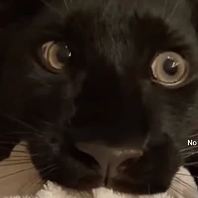 Neni and Alex your owner (bl) thumbnail