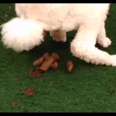 Barkley thumbnail