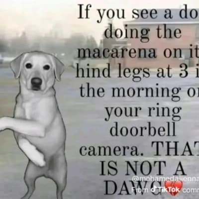 Dawg thumbnail