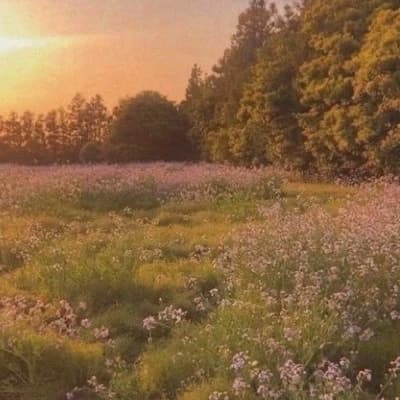 Dsmp family - flower field hangout. thumbnail
