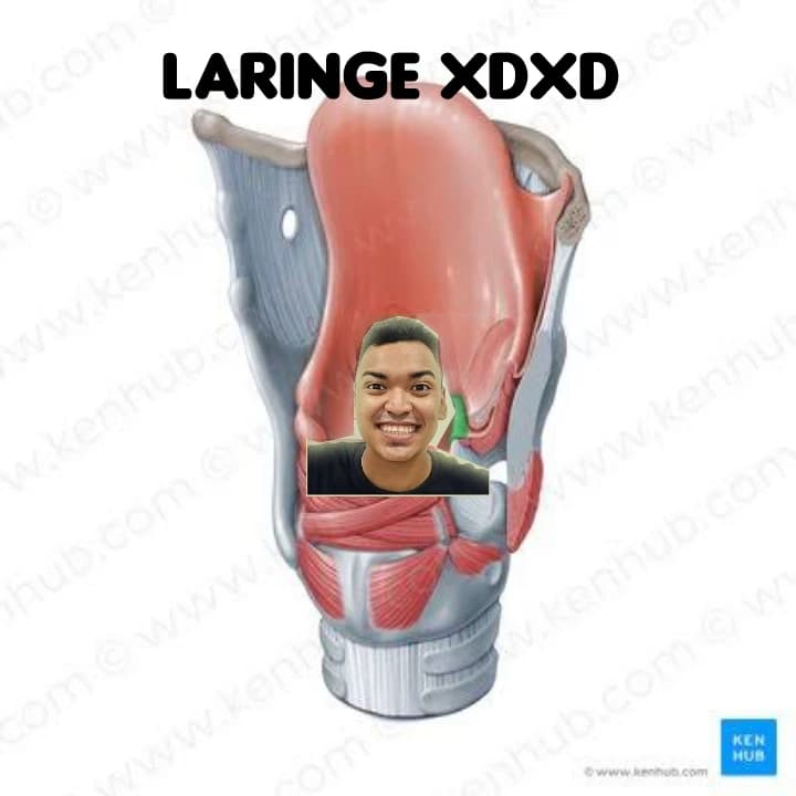 LARINge thumbnail