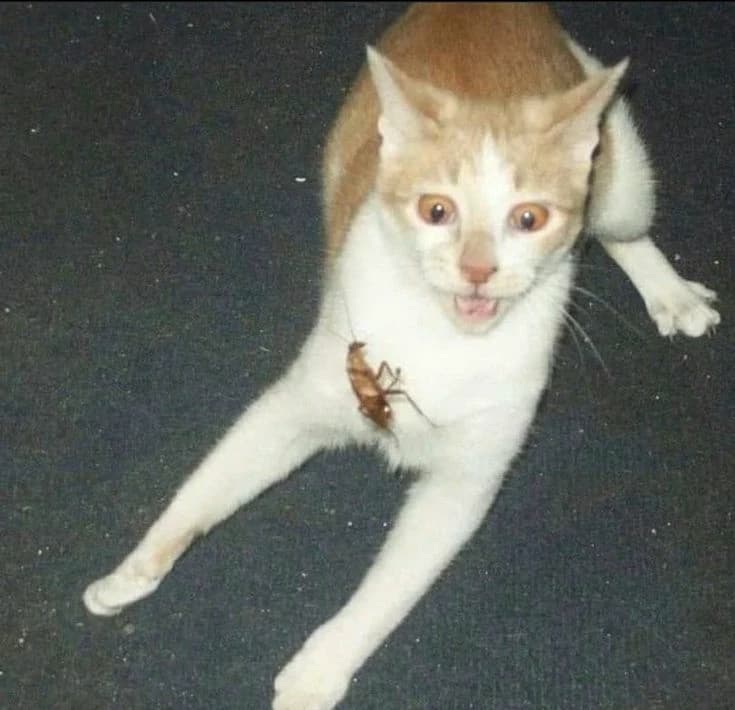 Gatiko cucaramukara thumbnail
