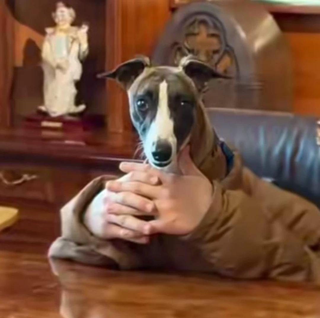 Your dog is going to take everything from you, his name is Max thumbnail