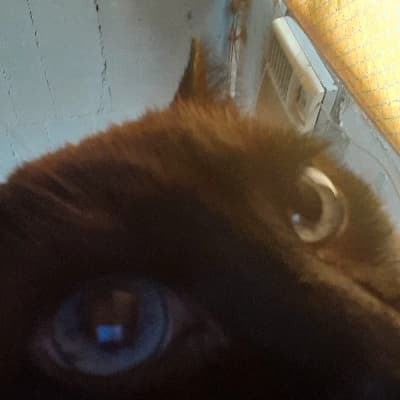 BOB thumbnail