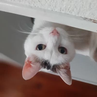Kat thumbnail