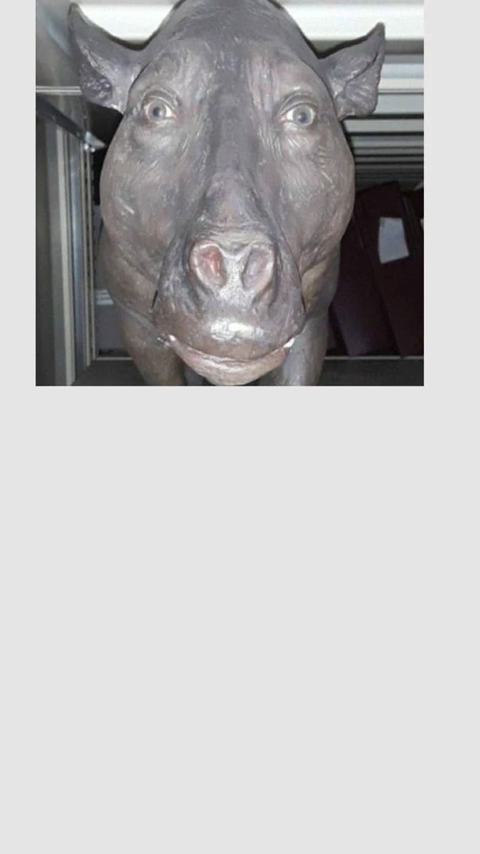 Hamdam bull. thumbnail