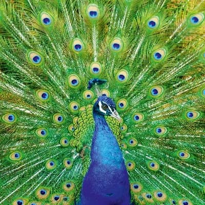 Peacock thumbnail