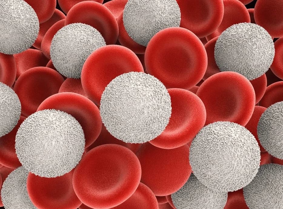 Leukocytes (your body's blood) thumbnail