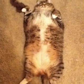 FAT OBESE CAT thumbnail
