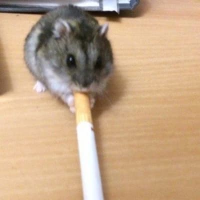 Smoking rat thumbnail