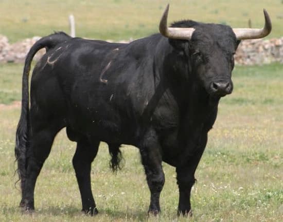 Bull thumbnail