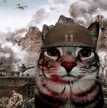 Cat wars thumbnail