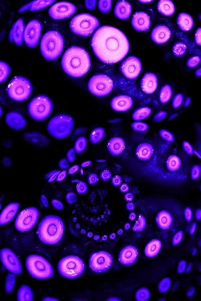 Ursman Cecaelia  thumbnail