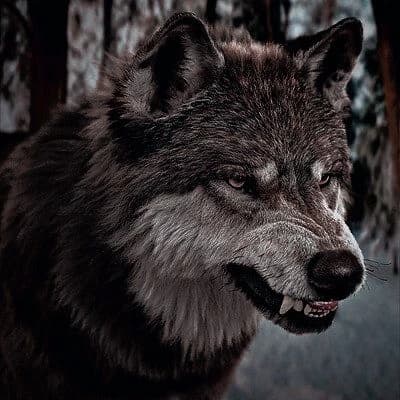 Lobos. thumbnail