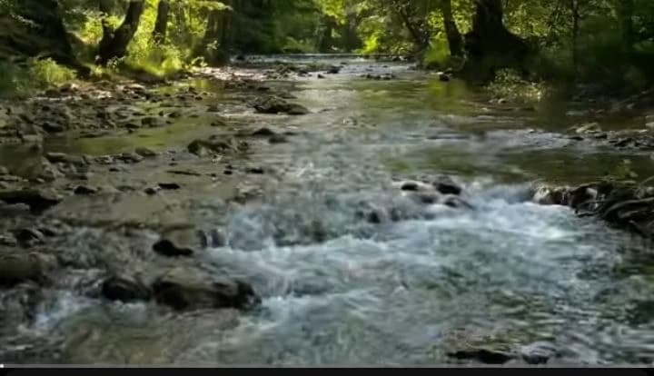 Forest river thumbnail