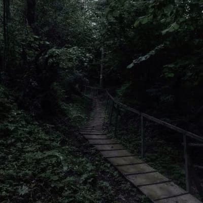 Forest trip thumbnail