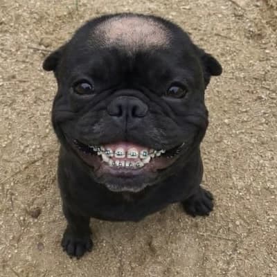 Jorgito the Macho dog. thumbnail