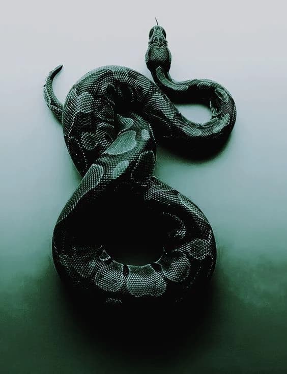 Slytherin Boys thumbnail