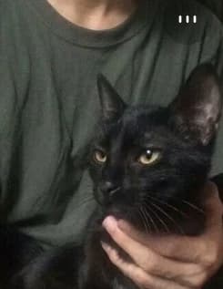 Thomas- Your owner thumbnail