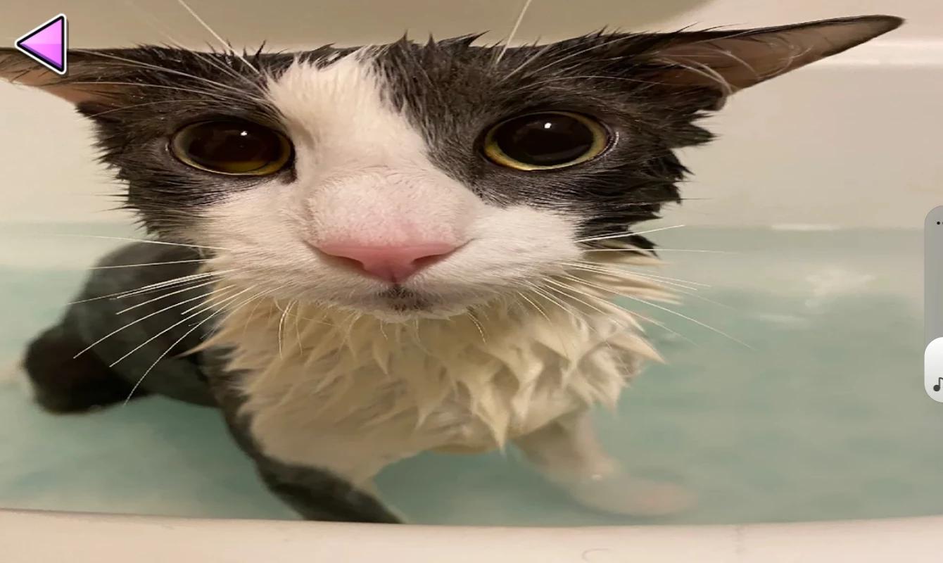 Soggy Cat thumbnail