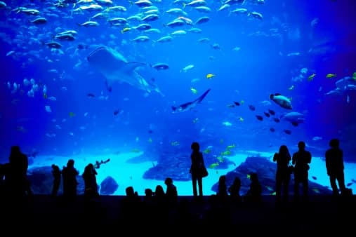 The aquarium thumbnail