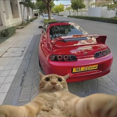 Some kind of cat thumbnail