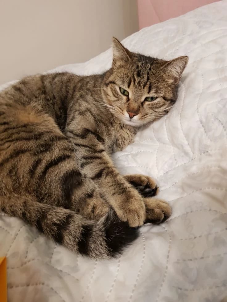 Male cat. thumbnail