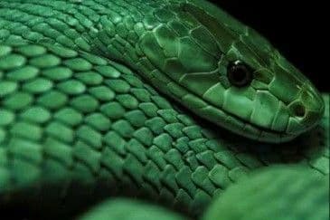🐍🩵💚Between Lies and Poisons💚🩵🐍 thumbnail