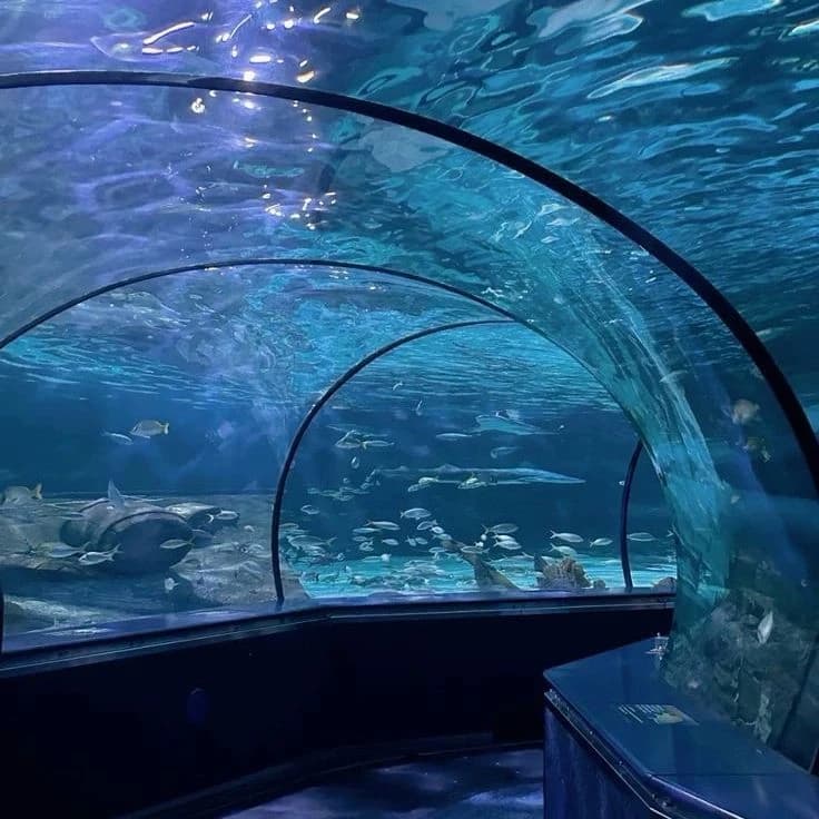 Mha aquarium trip thumbnail