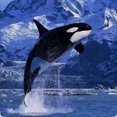 Orca (unexpected friend while sailing) thumbnail
