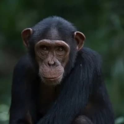 Monky thumbnail