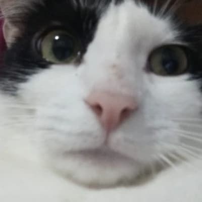 Riko's Immense Cat Shakira thumbnail