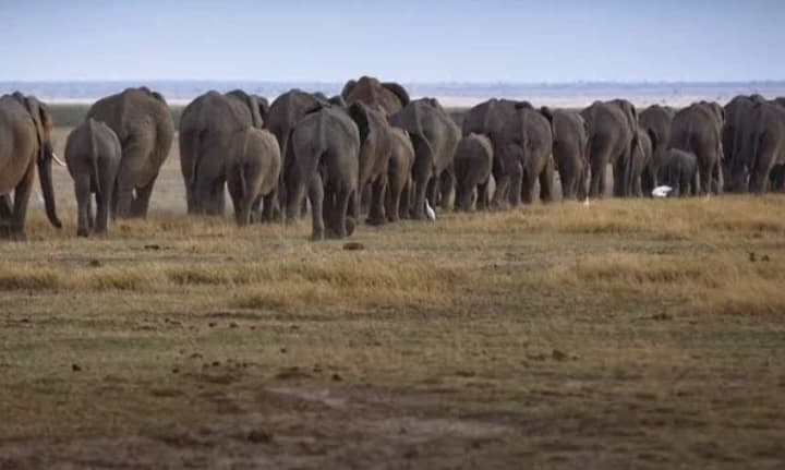 Herd of elephants thumbnail