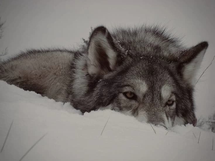 Wolf cub. thumbnail