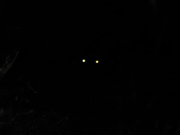 The entity thumbnail